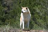 AKITA INU 377